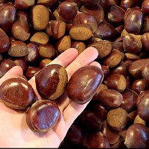 옥광밤 밤보관법 공주밤 햇생율밤 1KG 칼집O 밤삶기