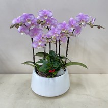 루아데코 서양난 전보화분리본문구 축하화분업체 전보선물문구 지점이동인사, 3.노랑