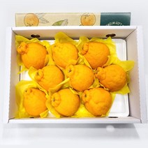 한라봉 2kg 3kg 5kg 고당도 제주 가정용 산지직송, 한라봉(선물용)3kg 중대과 9-13과