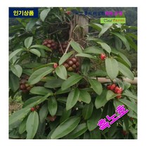 포트묘 흑노호 묘목 2주