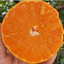 나씨네 제주 레드향 3 5 kg 과일 선물세트 설 선물 고당도 귤 제주도 황금향 1153694, 선물-레드향 5kg