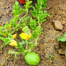 미니수박 애플수박 복수박 주말농장 베란다텃밭 열매 키우기 과일 과실, 1개