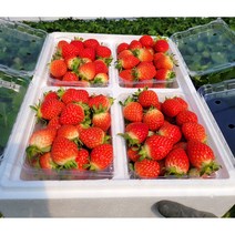 설향 딸기 못난이 생딸기 주스용 업소용, 하 2.4kg (600g전후 X 4팩)
