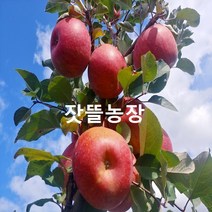 잣뜰농장 밀양 얼음골사과 GAP인증 산지직송 5kg 10kg, 42과(소과)