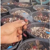 SP1 레드헤드 미니 스프링클러 옥타8 대체 100개