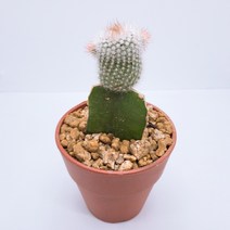 인플랜츠팜 비모란 백소정 선인장 분갈이 없이 키우는 선인장 화분 반려식물, 1개