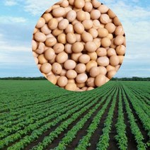 국내산 황토밭 백태 1kg 전남 무안 산지직송 노란콩 메주콩 된장콩 콩국수용