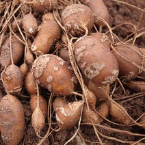[땅끝파머스] 수퍼아피오스 (인디언감자) 가정용 3KG 5KG 10KG (크기골고루) / (종자용 종근-별도판매/줄기달린상태배송) - 해남 직송, 10kg(가정용)