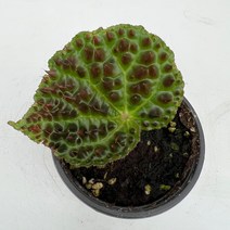 [다은꽃농원]베고니아 멜라노블라타 키우기쉬운 실내공기정화식물 인테리어