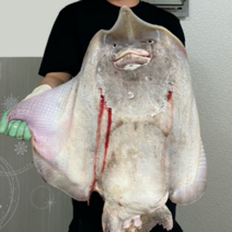 [암치 저온숙성] 흑산도 삭힌 참홍어 국산 목포 홍어 홍어회 무침용 삼합용 한접시 500g 1kg 2kg 약한 강한맛 홍어애, 3-1. 흑산도 홍어 1kg [강한 숙성] + 홍어애