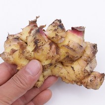 햇 생강(특)1kg 한줌농장 국내산 흙생강, kg