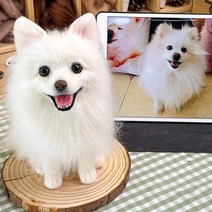[마이리얼펫돌] [100%수작업 1:1맞춤 예약 주문제작] 나의 반려동물 강아지 고양이 양모펠트 실사 인형 반려견키링 반려견액자 반려묘키링 반려묘액자, * 주문제작상품으로 작업이 진행되면 교환환불 불가, 4.강아지_약20cm