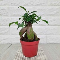 다육식물 인삼펜다(소) 실내공기정화식물 공기청정식물