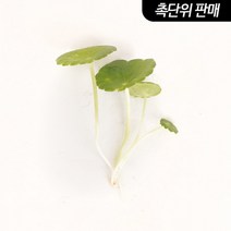 워터머쉬룸 6촉 - (원예수초 전경꾸미기), 1개