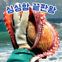 [싱싱함이 다르다] 통영 활 돌문어 생물 참문어 1kg 2kg 대문어 대왕 문어 남해 제수용, 대왕 활 돌문어 1미 1kg
