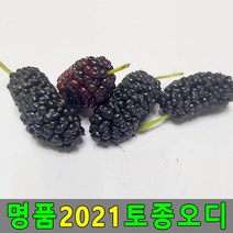 2022 토종오디 5kg 뽕나무열매 오디생과 오디열매, 쿠팡2 1