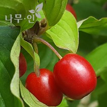 [나무인] 산수유나무 개화주 분뜨기 지름3cm
