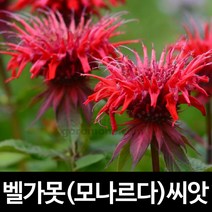 벨가못 씨앗 베르가못 씨앗 모나르다 씨앗 1000알, 1개