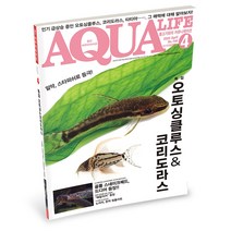 아쿠아라이프 아쿠아라이프 2022년 4월호 _ 오토싱 코리도라스