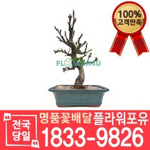 애기사과나무 개업화분 이사선물 승진축하 취임선물 인사이동 꽃배달 화분배달