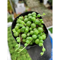 미니콩난 소품 녹영 다육이 05~100cm 15