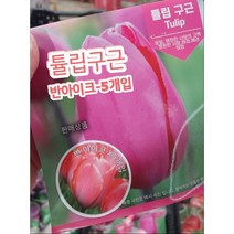 튤립구근-반아이크(핑크)-5개입/꽃말은 애정 배려 영원한사랑의고백