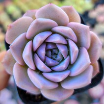 꽃보다 예쁜 다육이 모아보기, 어메이징 그레이스, 1개