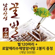 남한산성벌꿀농장 벌침벌 봉침벌 벌 벌침 봉독 벌침용벌 봉침용벌/로얄제리 꿀 영양사탕을 먹은 쌩쌩벌, 1개, 100마리이상