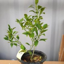 포레스트 레드향 나무 (결실주) 화분 K 402389, 본상품선택