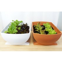 드럼통화분 베란다 텃밭 상추 채소키우기, 화이트