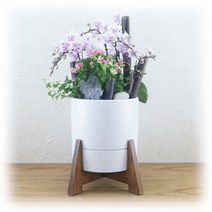 PFA053 어버이날 꽃배달 당일/예약 배송 호접란선물
