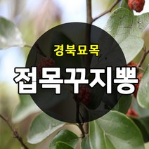 휴나인 프리미엄 꾸지뽕잎 추출물 60정, 4개