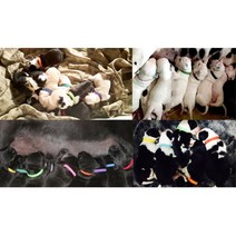 강아지 출산준비물 새끼구별 목줄 인식표 웰시코기