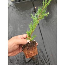 (측백) 제이드리버 7cm 포트(특묘)