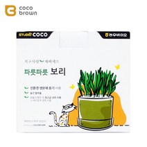 집사선물 고혈압 당뇨고양이용 보리재배세트 그라스 헤어볼제거 토끼풀
