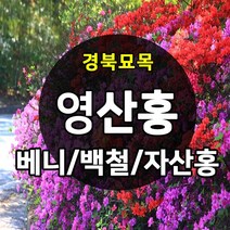 [경북농원] 영산홍(연산홍) 5주묶음 조경수(베니/백철/자산홍) 판매중, 영산홍_백철 5주묶음