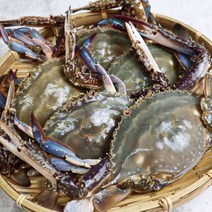 2021 서해안 가을 햇꽃게 제철 활 숫꽃게 3kg 선물포장 1kg, 2.[선물포장/급랭]숫꽃게 3kg