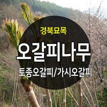 [경북농원] 가시오갈피묘목 토종 가시없는 민오갈피, 토종 민오갈피 (가시없는)