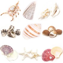 조개껍질 고둥 소라 불가사리 껍데기모음, 17 별불가사리-大 [2입]