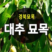 [경북농원] 대추나무묘목 접목 특묘 (왕대추/복조대추/사과대추), 복조대추 접목  특묘