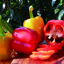 파프리카효능 파프리카농장 파프리카제철 친환경파프리카, 빨강_2.5kg