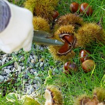 [굿뜨래밤] 22년산 출하! 부여 달하산농장 굿뜨래 알밤 2kg 중/대/특, 1개, 2kg(대)