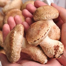 푸르젠 [당일수확] 송고/송화버섯 500g/1kg (옵션선택), 5번 최상급1kg