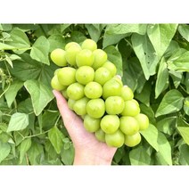 영천 샤인머스켓 특등급 선물용 상품 농장직송, 800g내외(1수)