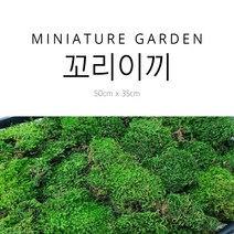 꼬리이끼 1판, 35cm x 50cm