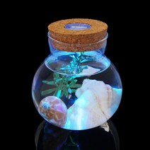 마리모 키우기 LED 유리병 수경 반려 식물 공병 모키 모병 모어항 코르크병 테라리움