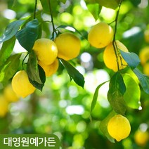 귤나무 레몬나무 결실주 실내공기정화 과일나무, 01. 귤나무 7치화분 결실주, 1개