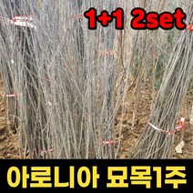 1+1 핫딜몬 아로니아 묘목 3년생아로니아나무 유실수묘목 결실수, 1개