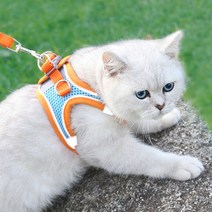 비투비돔 고양이 하네스 고양이 목줄 산책줄 가슴줄, 오렌지