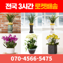 [ 전국 당일 3시간 배송 ] 동양란 / 서양란 전지역 3시간 배송! 전국꽃배달 (주)화신플라워, 14. K7